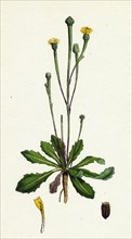 Arnoseris pusilla; Swine's Succory