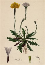 Leontodon autumnalis, var. genuinus; Autumnal Hawk-bit, var. a.