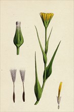 Tragopogon pratensis, var. genuinus; Yellow Goat's-beard, var. a.