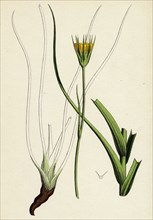 Tragopogon pratensis, var. minor; Yellow Goat's-beard, var. B.