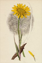 Tragopogon pratensis, var. grandiflorus; Yellow Goat's-beard, var. y.