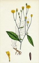 Lapsana communis; Common Nipple-wort