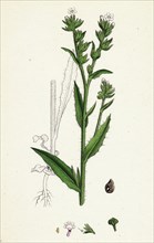 Anchusa arvensis; Small Bugloss