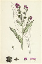 Cynoglossum officinale; Common Hound's-tongue