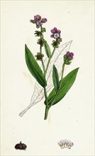 Cynoglossum montanum; Green-leaved Hound's-tongue