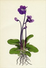 Pinguicula grandiflora; Large-flowered Butterwort