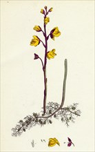 Utricularia vulgaris; Greater Bladderwort