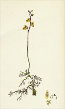 Utricularia minor; Lesser Bladderwort