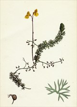 Utricularia intermedia; Intermediate Bladderwort