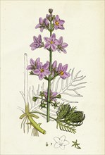 Hottonia palustris; Water-violet
