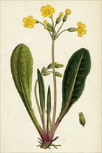 Primula officinali-vulgaris; Common Oxlip