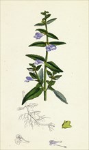 Scutellaria galericulata; Common Scull-cap