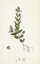 Scutellaria minor; Lesser Scull-cap