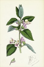 Melittis Melissophyllum; Bastard Balm