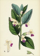 Melittis Melissophyllum (grandiflora); Bastard Balm