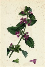 Ballota nigra, var. foetida; Black Horehound, var. a.