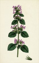 Ballota nigra, var. ruderalis; Black Horehound, var. B.