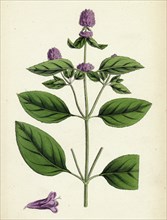Mentha piperita var. vulgaris; Wild Pepper-mint
