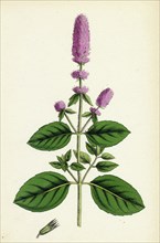Mentha pubescens, var. genuina; Blunt-spiked Mint, var. a.