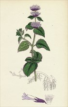 Mentha citrata; Bergamot Mint
