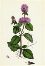 Mentha hirsuta; Hairy Water Mint