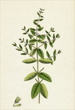 Mentha pratensis; Meadow Mint