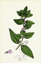 Mentha gentilis; Bushy Red Mint