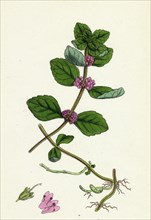 Mentha arvensis, var. genuina; Corn Mint, var. a.