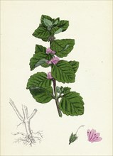 Mentha arvensis, var. agrestis; Corn Mint, var. y.