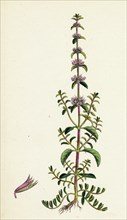 Mentha Pulegium, var. erecta; Penny-royal