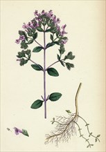Origanum vulgare, var. genuinum; Common Marjorum, var. a.