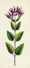 Origanum vulgare, var. prismaticum; Common Marjorum, var. B.