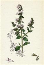 Calamintha Nepeta; Lesser Calamint