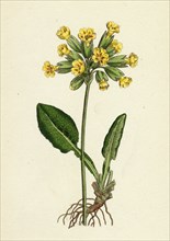 Primula officinalis; Cowslip