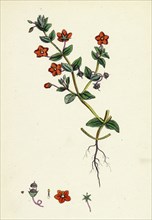 Anagallis arvensis, var. phoenicia; Scarlet Pimpernel