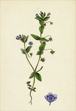 Anagallis arvensis, var. caerulea; Blue Pimpernel