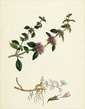 Mentha Pulegium, var. decumbens; Penny-royal