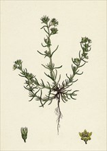 Scleranthus annuus, var. genuinus; Common Knawel, var. a.