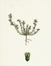 Scleranthus annuus, var. biennis; Common Knawel, var. B.