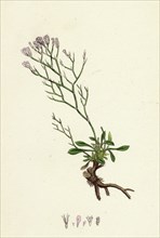 Statice Caspia; Matted Sea-lavender