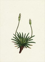 Plantago maritima, var. hirsuta; Sea Plantain, var. y.