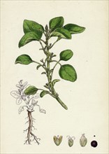 Amaranthus Blitum; Wild Amaranth