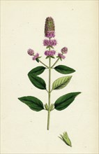 Mentha pubescens, var. hircina; Blunt-spiked Mint, var. B.