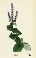 Mentha rotundifolia; Round-leaved Mint