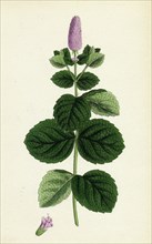 Mentha alopecuroides; Broad-leaved Horse-mint