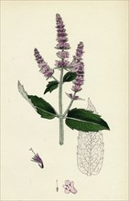 Mentha sylvestris; Common Horse-mint