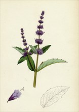 Mentha viridis; Spear-mint
