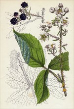 Rubus Köhleri; Köhler's Bramble