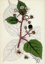 Rubus glandulosus; Glandular-stemmed Bramble