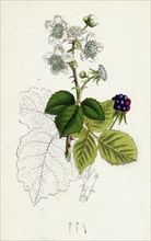 Rubus corylifolius; Hazel-leaved Bramble